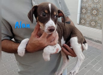 Alan geb. 03/2025 (ESP) - neugieriger süßer Ratonero Bodeguero Andaluz Welpe!