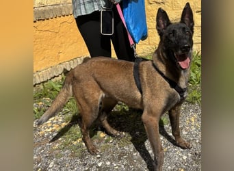 Liebenswerte Kuma