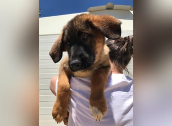 Schäferhund Mix Biba