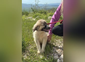 Liesa sucht ihr großes Glück
