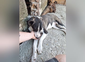YADE, Hündin, 1,5 Jahre, 50 cm, Mischling, Tierschutz