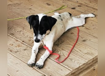 Aline, Jack Russell Mischling, geb. 2024, aktive Junghündin sucht aktive Familie