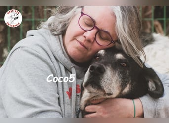 Coco5 geb. 06/2017 (ESP) - ein Engel auf vier Pfoten!