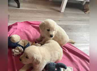 Golden Retriever Welpen abzugeben