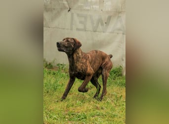 Brenda LM – freundliche Doggen-Boxer-Mix-Hündin sucht liebevolles Zuhause