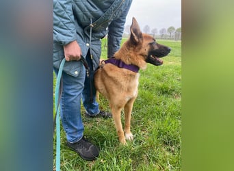 Loki sucht einfühlsames Zuhause