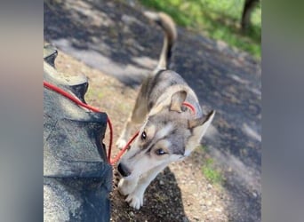 MONTY süßer Hundejunge