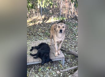 Freundlicher PANCHO ist ein liebevoller und allseits beliebter Traumhund