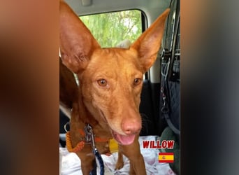 Willow,geb.6/23,liebes Podenco Mädchen sucht ihre Familie,bereits auf PS in 47574 Goch