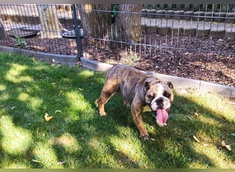  Heidi – kleine English Bulldog-Lady sucht Rasseliebhaber
