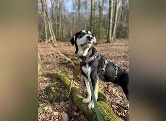 Ciriaco: Traumhund für aktive Menschen