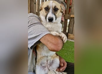Lilu muss dringend aus dem Shelter