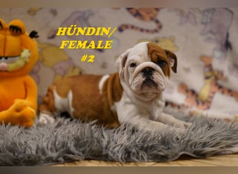 Bezaubernde  & Freiatmende Englische Bulldogge Babys auf Familiensuche