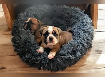 Continental Bulldog Welpen