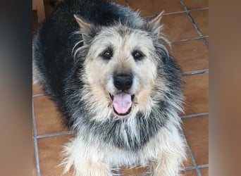 ROCKY-liebevoller, sanfter Riese in einem sehr guten Zuhause aufgewachsen