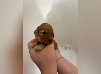 Wunderschöne reinrassige Toy- und Zwergpudelwelpen suchen ein liebevolles Zuhause
