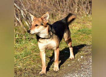 Hetty Y149 ist lieb, freundlich und aktiv