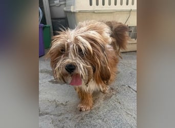⭐️LION⭐️, Rüde, 3 Jahre, 30 cm, Mischling, Tierschutz