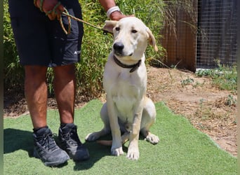 Dusty, Labrador-Mix, lieb und sozial