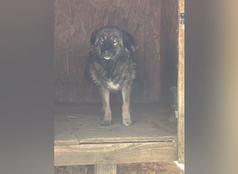MONTI, Rüde, 7 Jahre, 51 cm, Mischling, Tierschutz