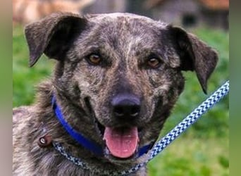 Benito, Mix Labrador / Rafeiro Alentejano, lieb und sozial