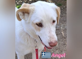 Angel,geb.04/23,ruhige,menschenbezogene Hündin sucht ihre Familie