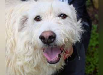 Gatsby - Der große Gatsby sucht seine Daisy