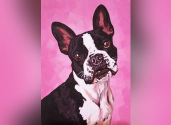 Direkt von Künstlerin: Tierportraits ab Foto (mit Tierschutzhilfe)