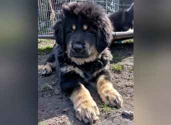 Do Khyi Welpen,  Welpen – Express ist angekommen