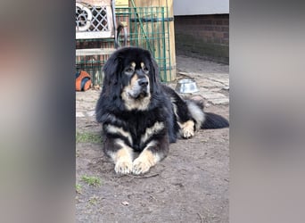 Do Khyi Welpen,  Welpen – Express ist angekommen