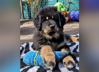 Do Khyi Welpen,  Welpen – Express ist angekommen