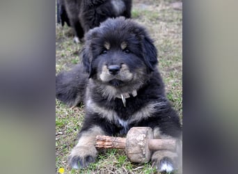 Do Khyi Welpen,  Welpen – Express ist angekommen