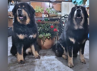 Do Khyi Welpen,  Welpen – Express ist angekommen