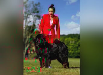 Do khyi Tibetischer Mastiff