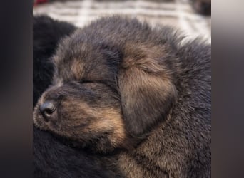 Tibetmastiff-Welpen aus FCI-anerkannter Zucht – verantwortungsvolle Abgabe Jeżeli chcesz, mogę:
