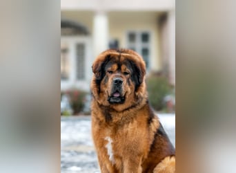 Do khyi Tibetischer Mastiff