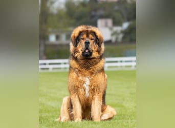 Do khyi Tibetischer Mastiff