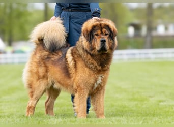 Do khyi Tibetischer Mastiff