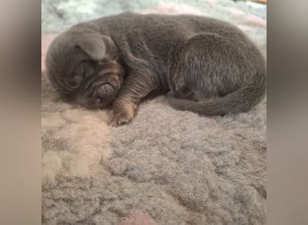 Do khyi Tibetischer Mastiff