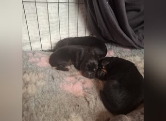 Do khyi Tibetischer Mastiff