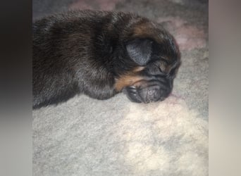 Do khyi Tibetischer Mastiff