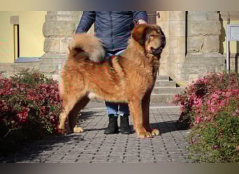 Do khyi Tibetischer Mastiff