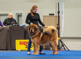 Do khyi Tibetischer Mastiff