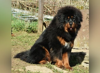 Do-khyi Tibet Doggen Welpen zvk.