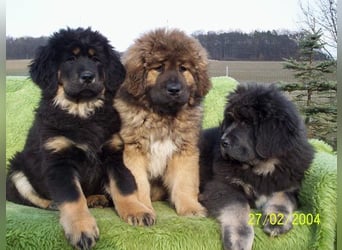 Do-khyi Tibet Doggen Welpen zvk.