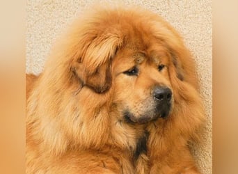 Do-khyi Tibet Doggen Welpen zvk.