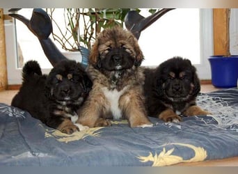 Do-khyi Tibet Doggen Welpen zvk.