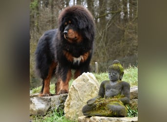 Do-khyi Tibet Doggen Welpen zvk.