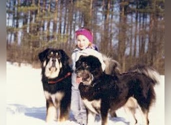 Do-khyi Tibet Doggen Welpen zvk.