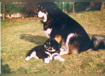 Do-khyi Tibet Doggen Welpen zvk.